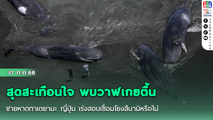 สุดสะเทือนใจ พบวาฬเกยตื้น ชายหาดทาเตยามะ ญี่ปุ่น เร่งสอบเชื่อมโยงสึนามิหรือไม่