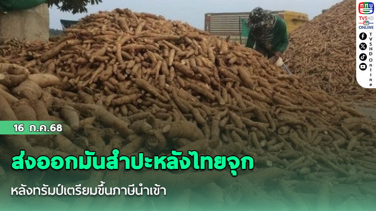ส่งออกมันสำปะหลังไทยจุก หลังทรัมป์เตรียมขึ้นภาษีนำเข้า