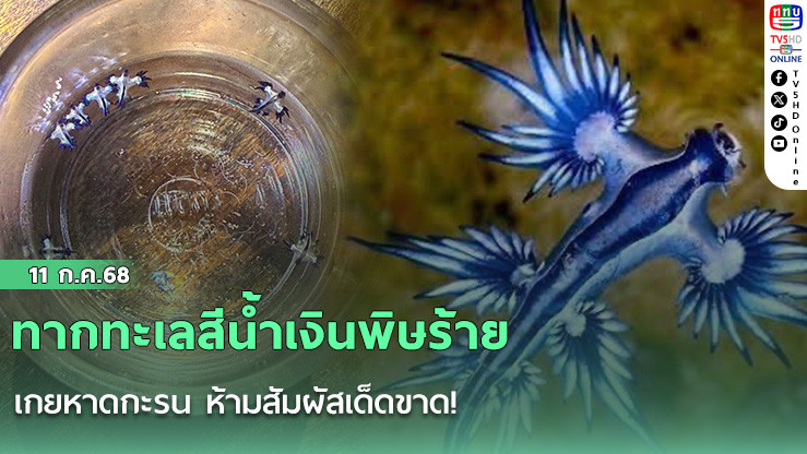 ทากทะเลสีน้ำเงินพิษร้ายเกยหาดกะรน ห้ามสัมผัสเด็ดขาด!