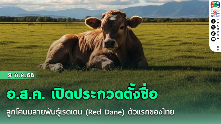 อ.ส.ค. เปิดประกวดตั้งชื่อลูกโคนมสายพันธุ์เรดเดน (Red Dane) ตัวแรกของไทย