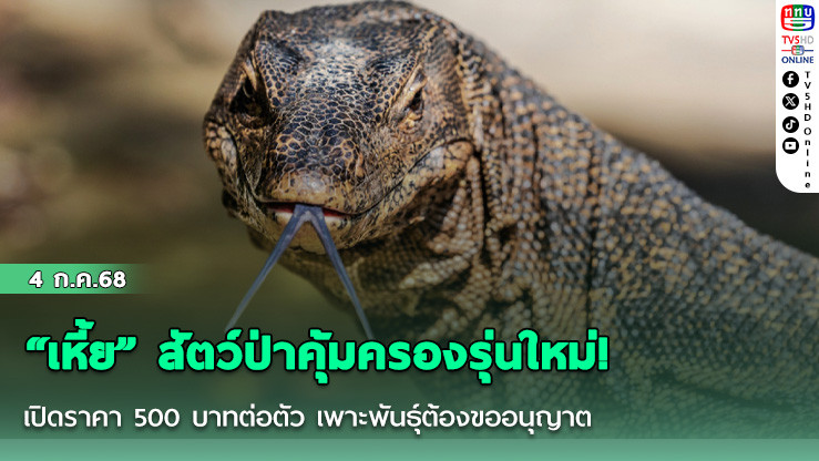 “เหี้ย” สัตว์ป่าคุ้มครองรุ่นใหม่! เปิดราคา 500 บาทต่อตัว เพาะพันธุ์ต้องขออนุญาต
