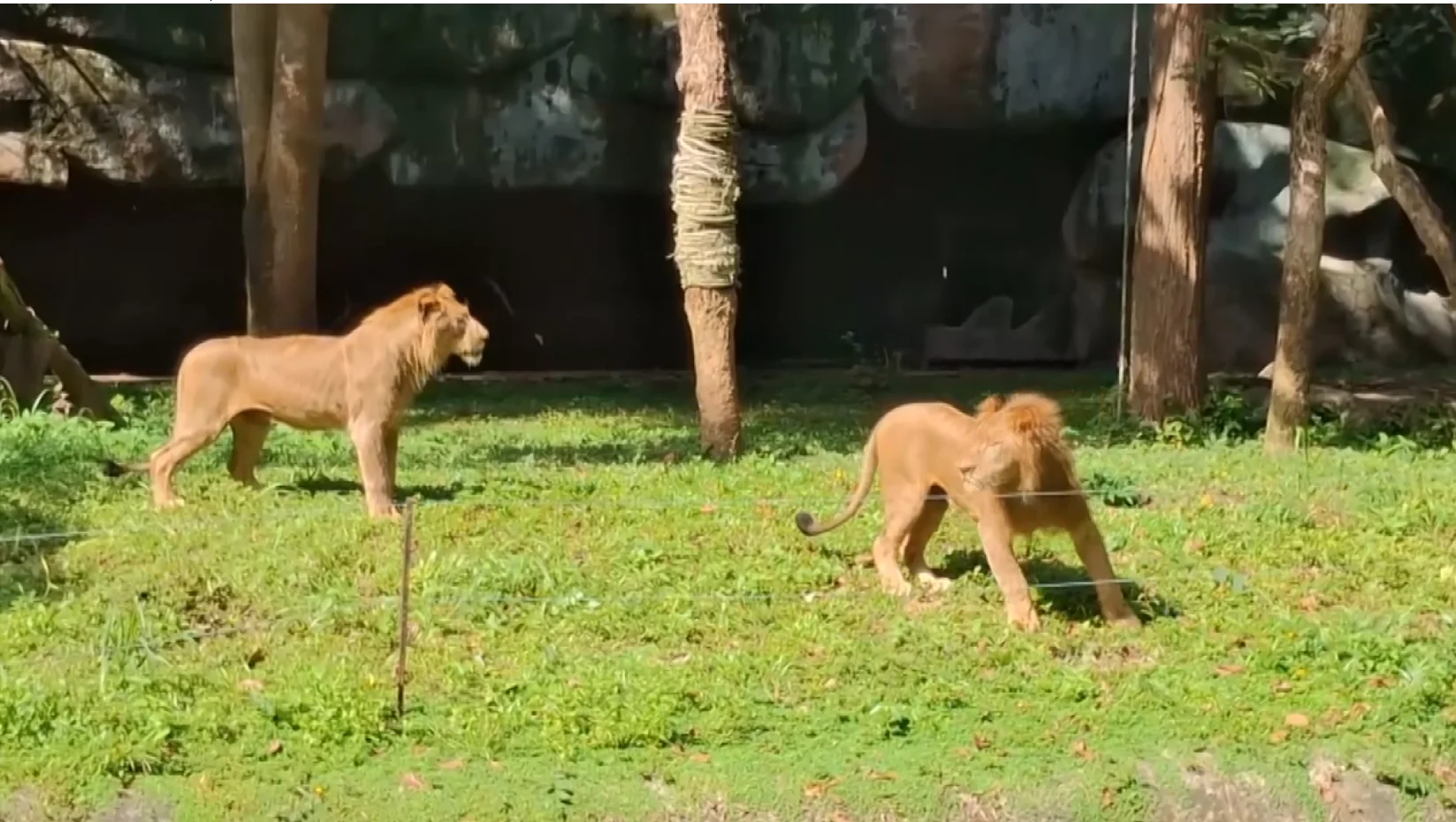 เปิดตัว “เสียงแคน–ขามแก่น” สิงโตหนุ่ม และ “ลิลลี่” ยีราฟสาว สมาชิกใหม่สวนสัตว์อุบลฯ