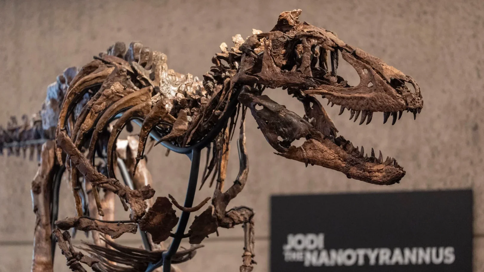 ไดโนเสาร์นักล่าคู่แข่ง T. rex จ่อเคาะราคาแตะ 300 ล้านบาท