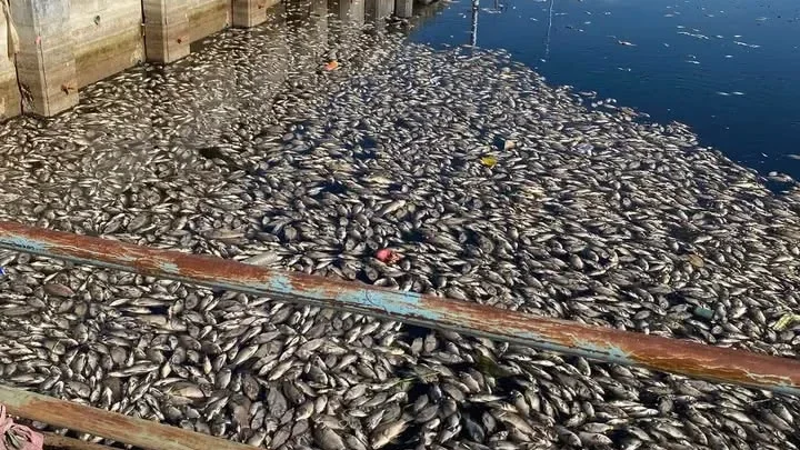 ปทุมฯ พบปลาตายจำนวนมากในคลอง เร่งตรวจคุณภาพน้ำ
