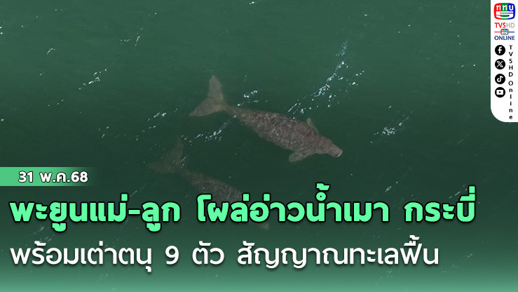 พะยูนแม่-ลูก โผล่อ่าวน้ำเมา กระบี่ พร้อมเต่าตนุ 9 ตัว สัญญาณทะเลฟื้น