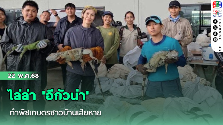 ไล่ล่า 'อีกัวน่า' ทำพืชเกษตรชาวบ้านเสียหาย