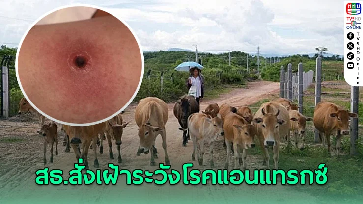 สธ. สั่งเฝ้าระวังคุมแอนแทรกซ์-ไข้หมูดิบ