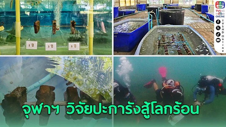 จุฬาฯ วิจัย"ปะการังสู้โลกร้อน" ทางรอดนิเวศใต้ทะเล