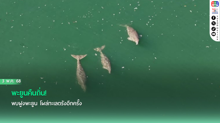 พะยูนคืนถิ่น! พบฝูงพะยูน โผล่ทะเลตรังอีกครั้ง