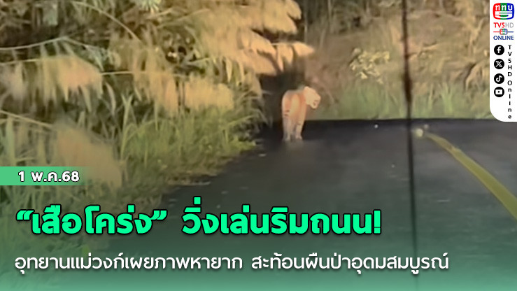 “เสือโคร่ง” วิ่งเล่นริมถนน! อุทยานแม่วงก์เผยภาพหายาก สะท้อนผืนป่าอุดมสมบูรณ์