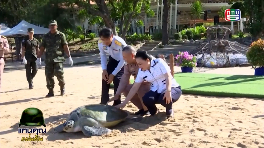 สกู๊ป กองทัพเรือปล่อยเต่าคืนสู่ทะเล