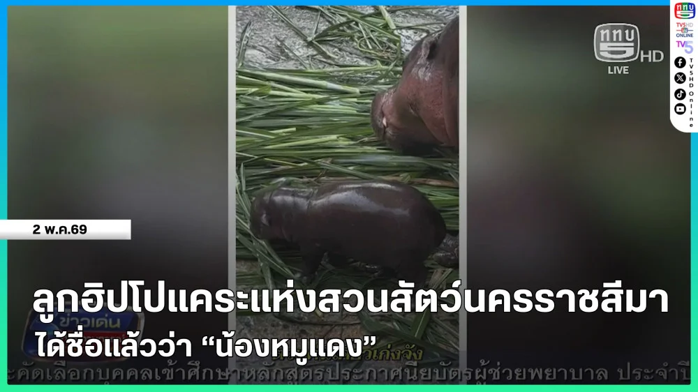 ลูกฮิปโปแคระแห่งสวนสัตว์นครราชสีมาได้ชื่อแล้วว่า "น้องหมูแดง"