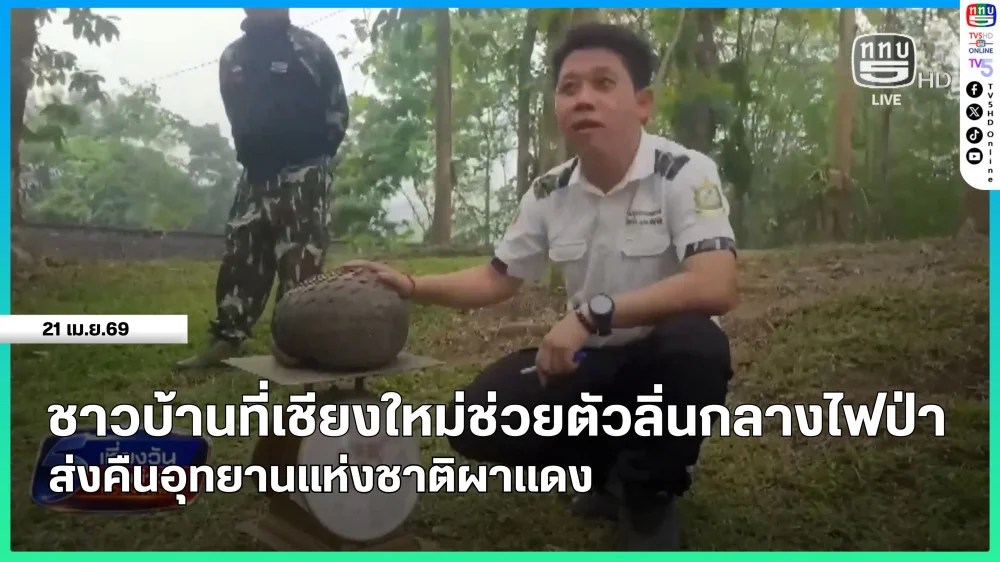 ชาวบ้านที่เชียงใหม่ช่วยตัวลิ่นกลางไฟป่าส่งคืนอุทยานแห่งชาติผาแดง