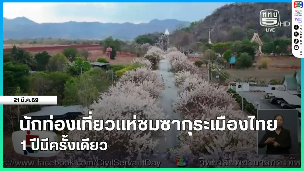 นักท่องเที่ยวแห่ชมซากุระเมืองไทย 1 ปีมีครั้งเดียว
