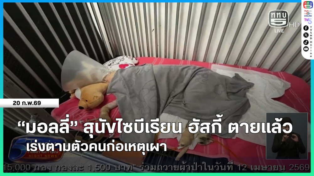 "มอลลี่" สุนัขไซบีเรียน ฮัสกี้ ตายแล้ว เร่งตามตัวคนก่อเหตุเผา