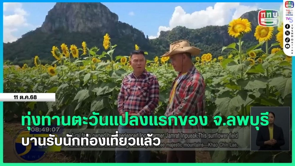 ทุ่งทานตะวันแปลงแรกของ จ.ลพบุรี บานรับนักท่องเที่ยวแล้ว