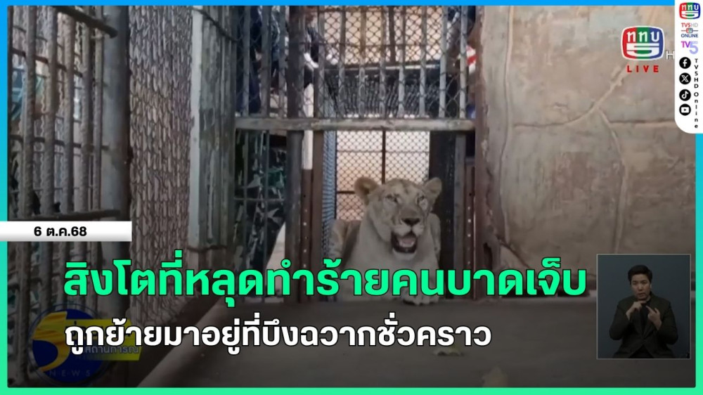 สิงโตที่หลุดทําร้ายคนบาดเจ็บ ถูกย้ายมาอยู่ที่บึงฉวากชั่วคราว