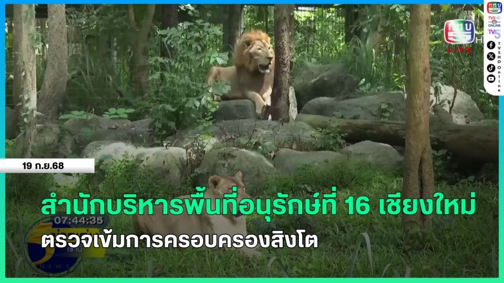 สํานักบริหารพื้นที่อนุรักษ์ที่ 16 เชียงใหม่ ตรวจเข้มการครอบครองสิงโต