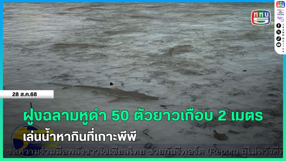 ฝูงฉลามหูดํา 50 ตัวยาวเกือบ 2 เมตร เล่นน้ําหากินที่เกาะพีพี