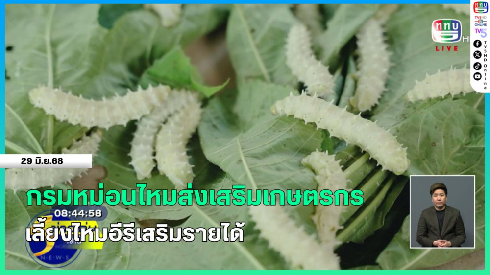 กรมหม่อนไหมส่งเสริมเกษตรกรเลี้ยงไหมอีรีเสริมรายได้