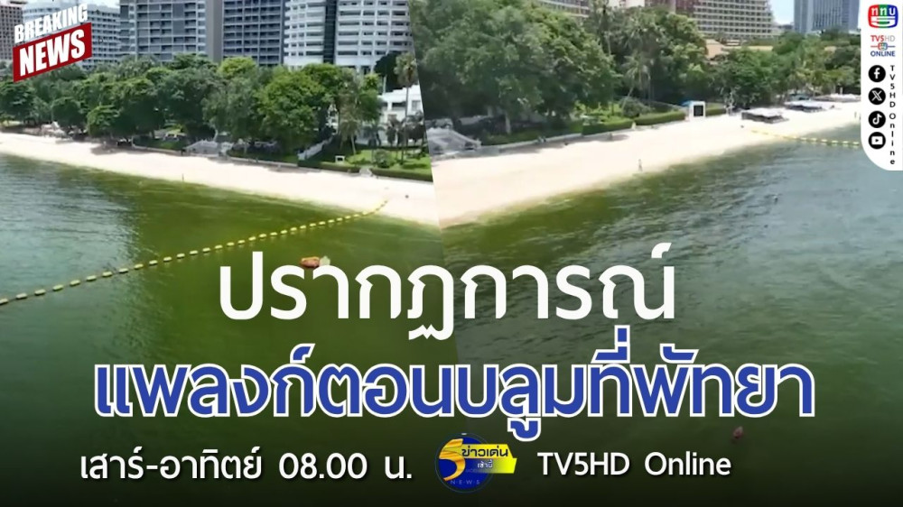 ปรากฏการณ์แพลงก์ตอนบลูมที่พัทยา