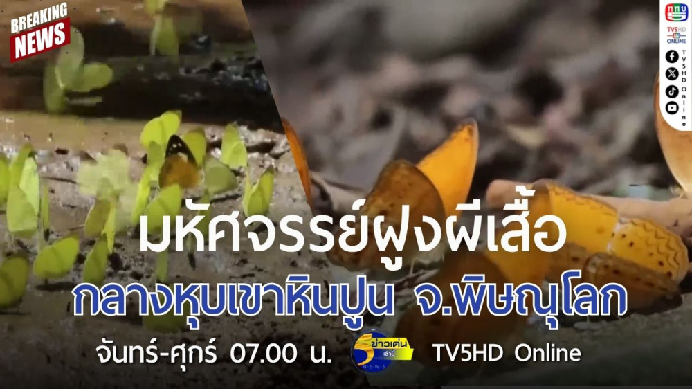 มหัศจรรย์ฝูงผีเสื้อกลางหุบเขาหินปูน จ.พิษณุโลก