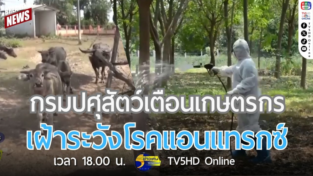 กรมปศุสัตว์เตือนเกษตรกรเฝ้าระวังโรคแอนแทรกซ์
