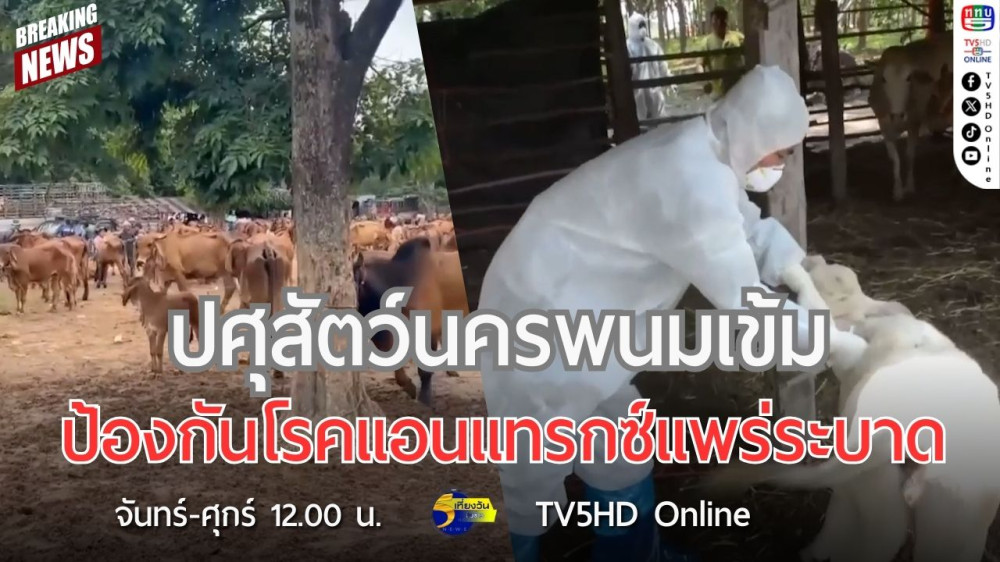 ปศุสัตว์นครพนมเข้มป้องกันโรคแอนแทรกซ์แพร่ระบาด