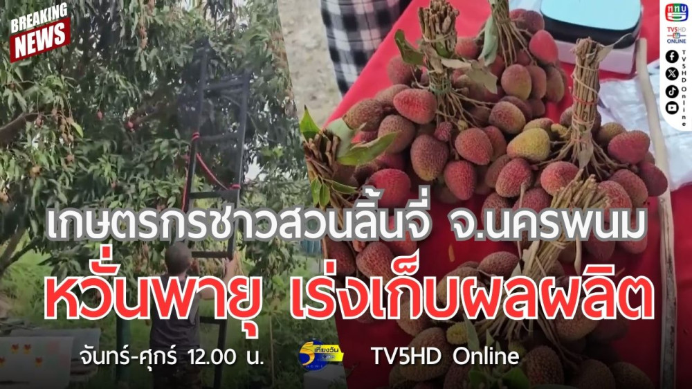เกษตรกรชาวสวนลิ้นจี่ จ.นครพนม หวั่นพายุ เร่งเก็บผลผลิต