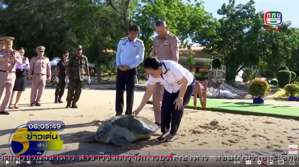 ผู้บัญชาการทหารเรือ เป็นประธานในพิธีปล่อยเต่าทะเล “นัองเต่าสีชัง” กลับคืนสู่ธรรมชาติ