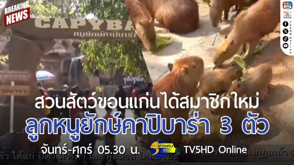 สวนสัตว์ขอนแก่นได้สมาชิกใหม่ ลูกหนูยักษ์คาปิบาร่า 3 ตัว