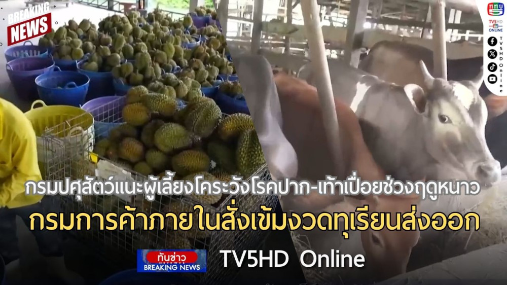 กรมปศุสัตว์แนะผู้เลี้ยงโคระวังโรคปาก-เท้าเปื่อยช่วงฤดูหนาว + กรมการค้าภายในสั่งเข้มงวดทุเรียนส่งออก