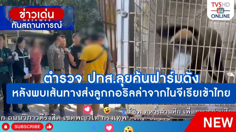 ตำรวจ ปทส.ลุยค้นฟาร์มดัง หลังพบเส้นทางส่งลูกกอริลล่าจากไนจีเรียเข้าไทย