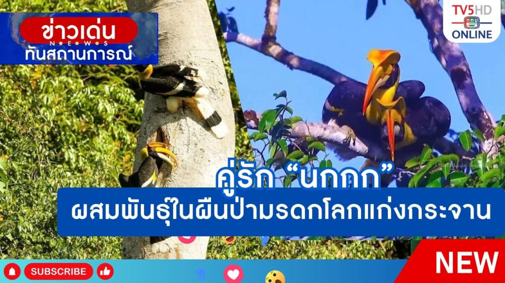 คู่รัก "นกกก" ผสมพันธุ์ในผืนป่ามรดกโลกแก่งกระจาน