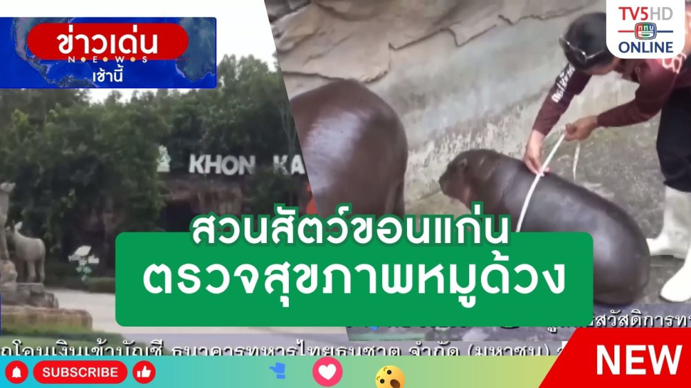 สวนสัตว์ขอนแก่น ตรวจสุขภาพหมูด้วง