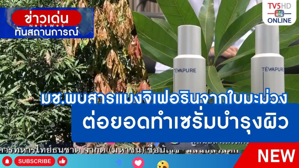 มช.พบสารแมงจิเฟอรินจากใบมะม่วง ต่อยอดทำเซรั่มบำรุงผิว