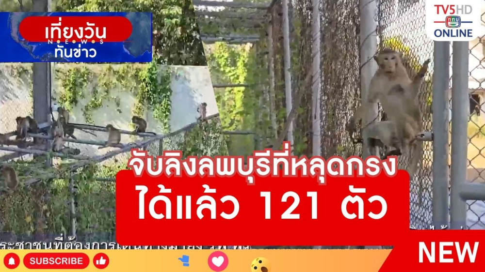 จับลิงลพบุรีที่หลุดกรงได้แล้ว 121 ตัว