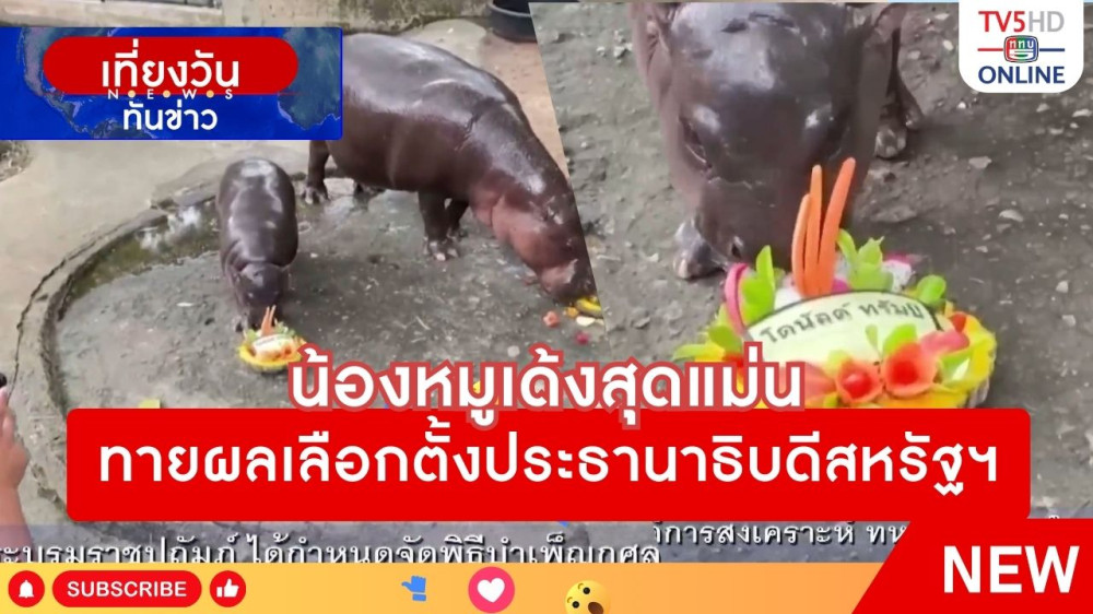 น้องหมูเด้งสุดแม่นทายผลเลือกตั้งประธานาธิบดีสหรัฐฯ