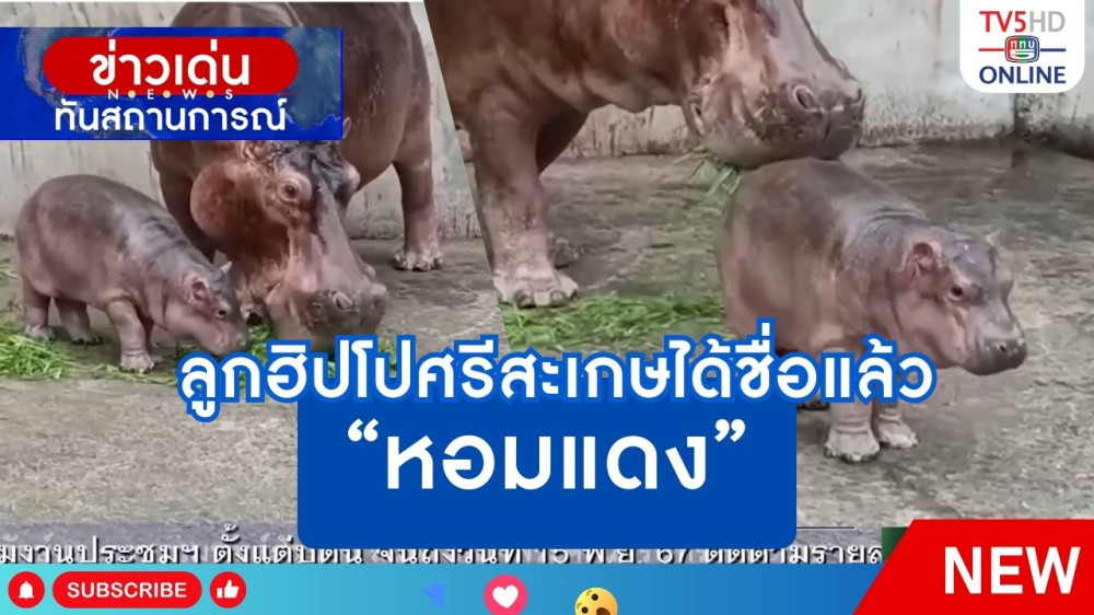 ลูกฮิปโปศรีสะเกษได้ชื่อแล้ว "หอมแดง"