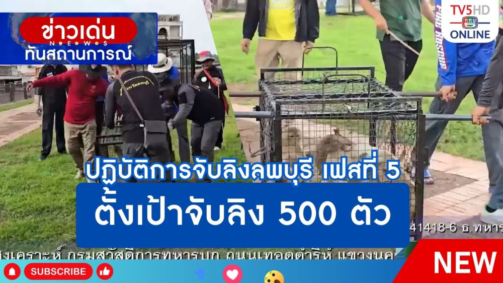 ปฏิบัติการจับลิงลพบุรี เฟสที่ 5 ตั้งเป้าจับลิง 500 ตัว