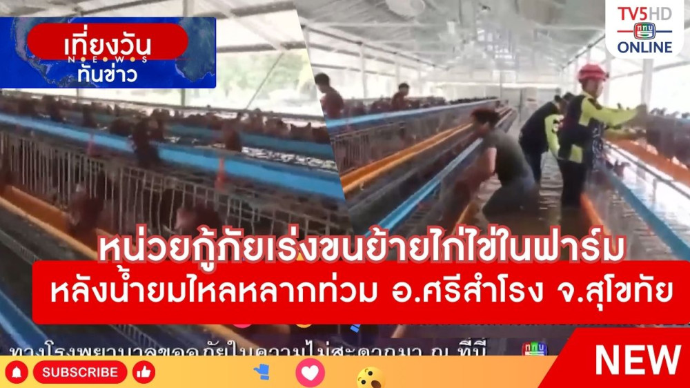 หน่วยกู้ภัยเร่งขนย้ายไก่ไข่ในฟาร์มหลังน้ำยมไหลหลากท่วม อ.ศรีสำโรง จ.สุโขทัย