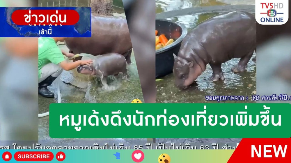 หมูเด้งดึงนักท่องเที่ยวเพิ่มขึ้น