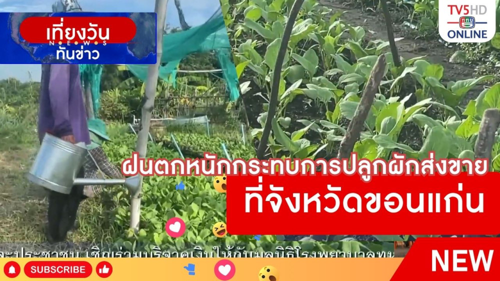 ฝนตกหนักกระทบการปลูกผักส่งขายที่จังหวัดขอนแก่น