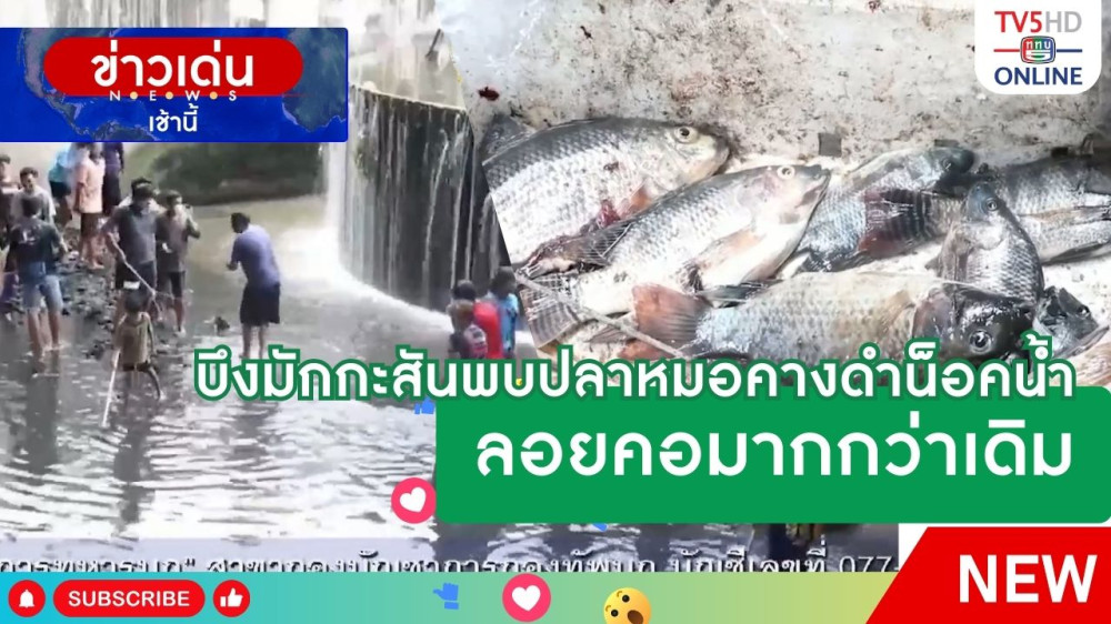 บึงมักกะสันพบปลาหมอคางดำน็อคน้ำลอยคอมากกว่าเดิม