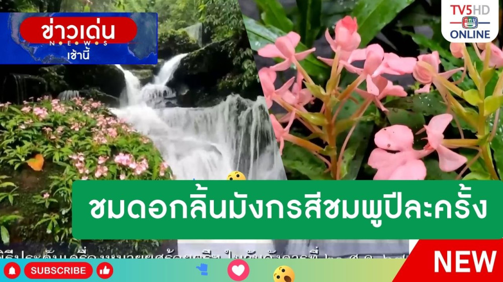 ชมดอกลิ้นมังกรสีชมพูปีละครั้ง