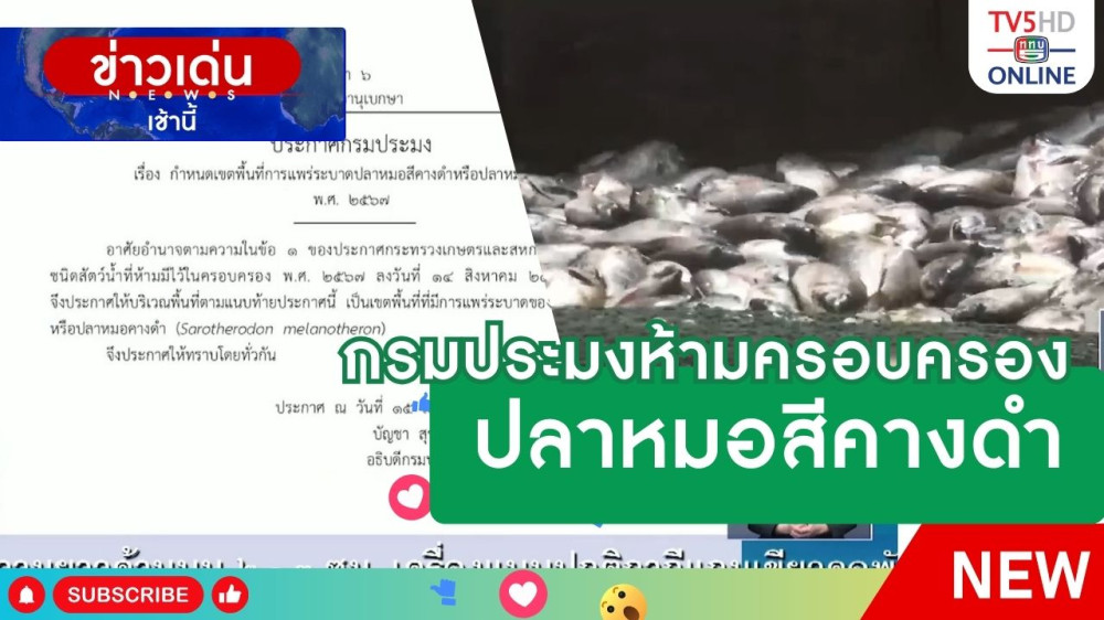 กรมประมงห้ามครอบครองปลาหมอสีคางดำ