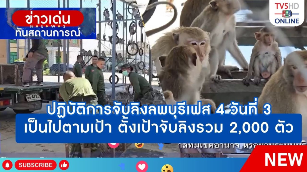 ปฏิบัติการจับลิงลพบุรี เฟส 4 วันที่ 3 เป็นไปตามเป้า ตั้งเป้าจับลิงรวม 2,000 ตัว