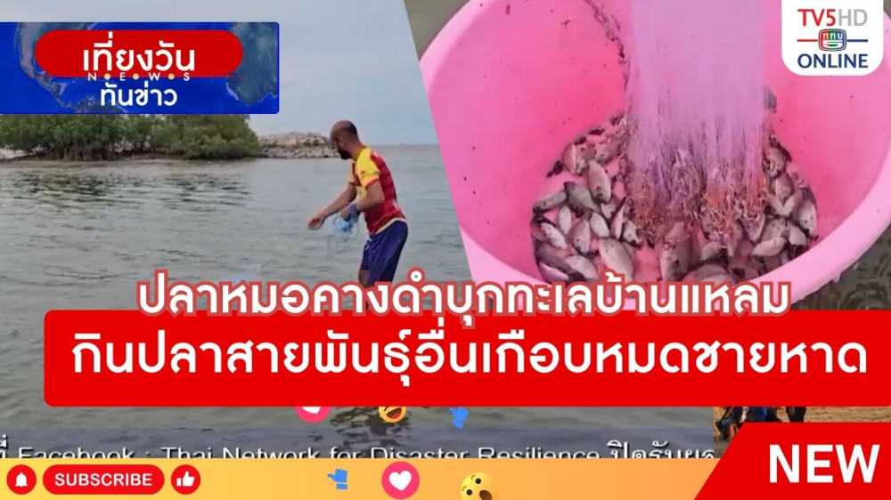 ปลาหมอคางดำบุกทะเลบ้านแหลม กินปลาสายพันธุ์อื่นเกือบหมดชายหาด