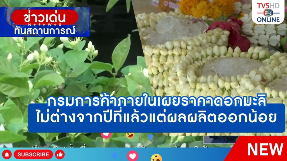 กรมการค้าภายในเผยราคาดอกมะลิไม่ต่างจากปีที่แล้วแต่ผลผลิตออกน้อย