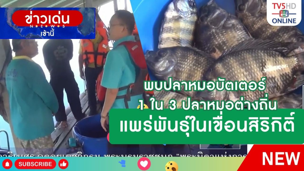 พบปลาหมอบัตเตอร์ 1 ใน 3 ปลาหมอต่างถิ่น แพร่พันธุ์ในเขื่อนสิริกิติ์